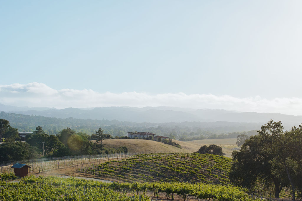 california vineyard