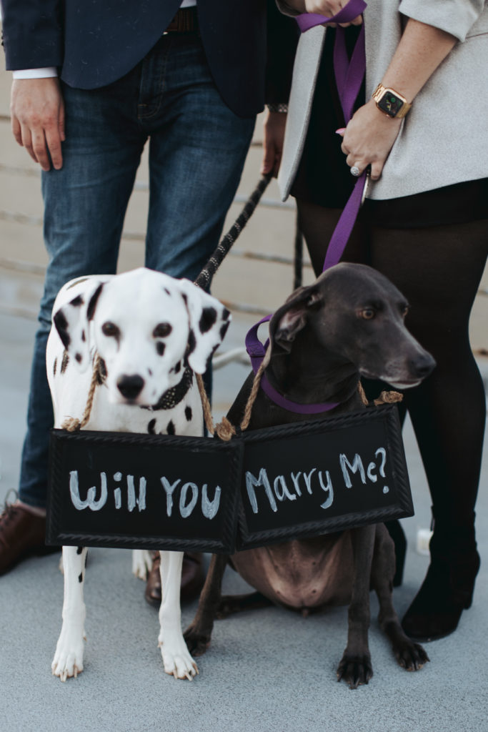 two dogs wearing signs for surprise proposal