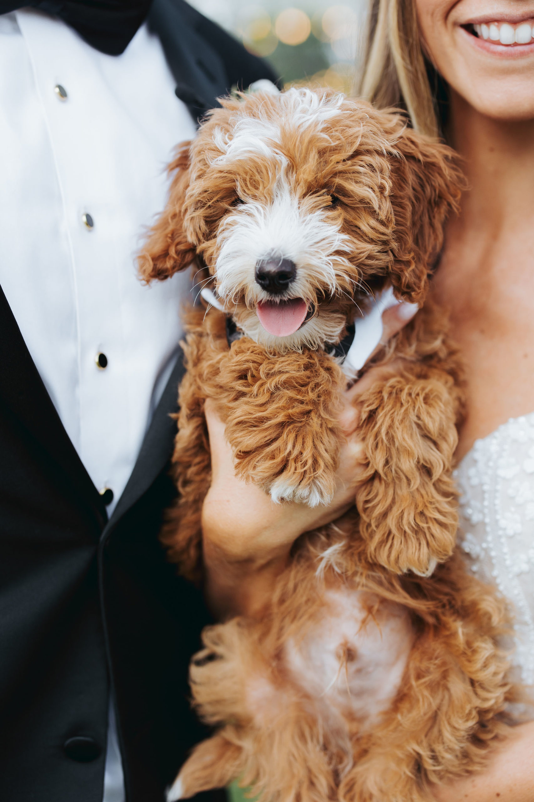 bride and groom holding puppy