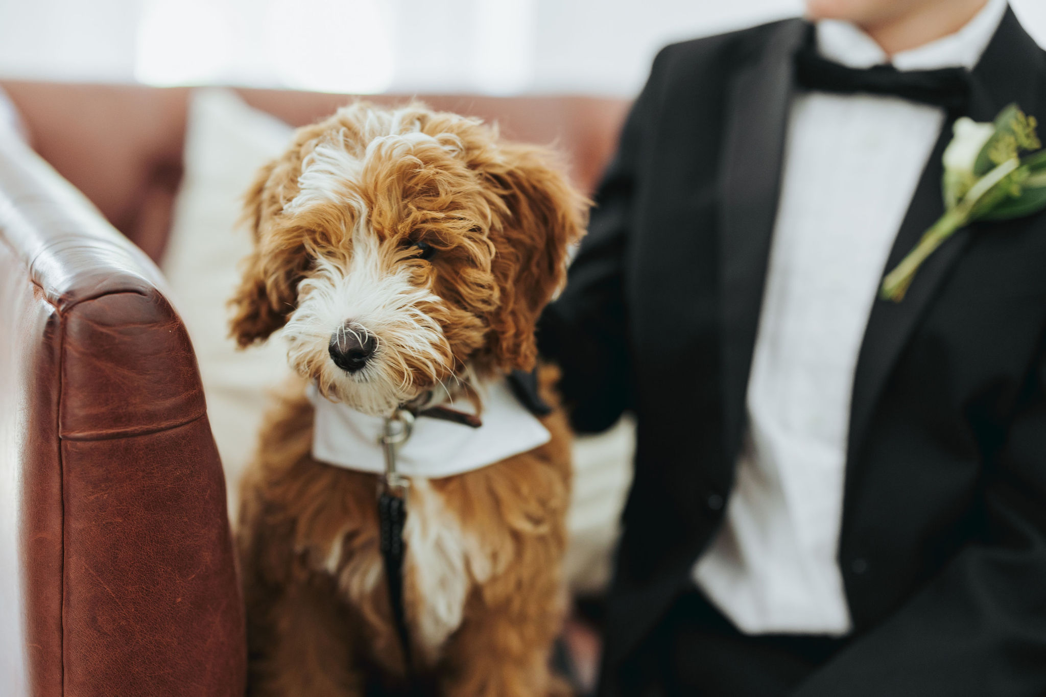puppy in wedding ceremony