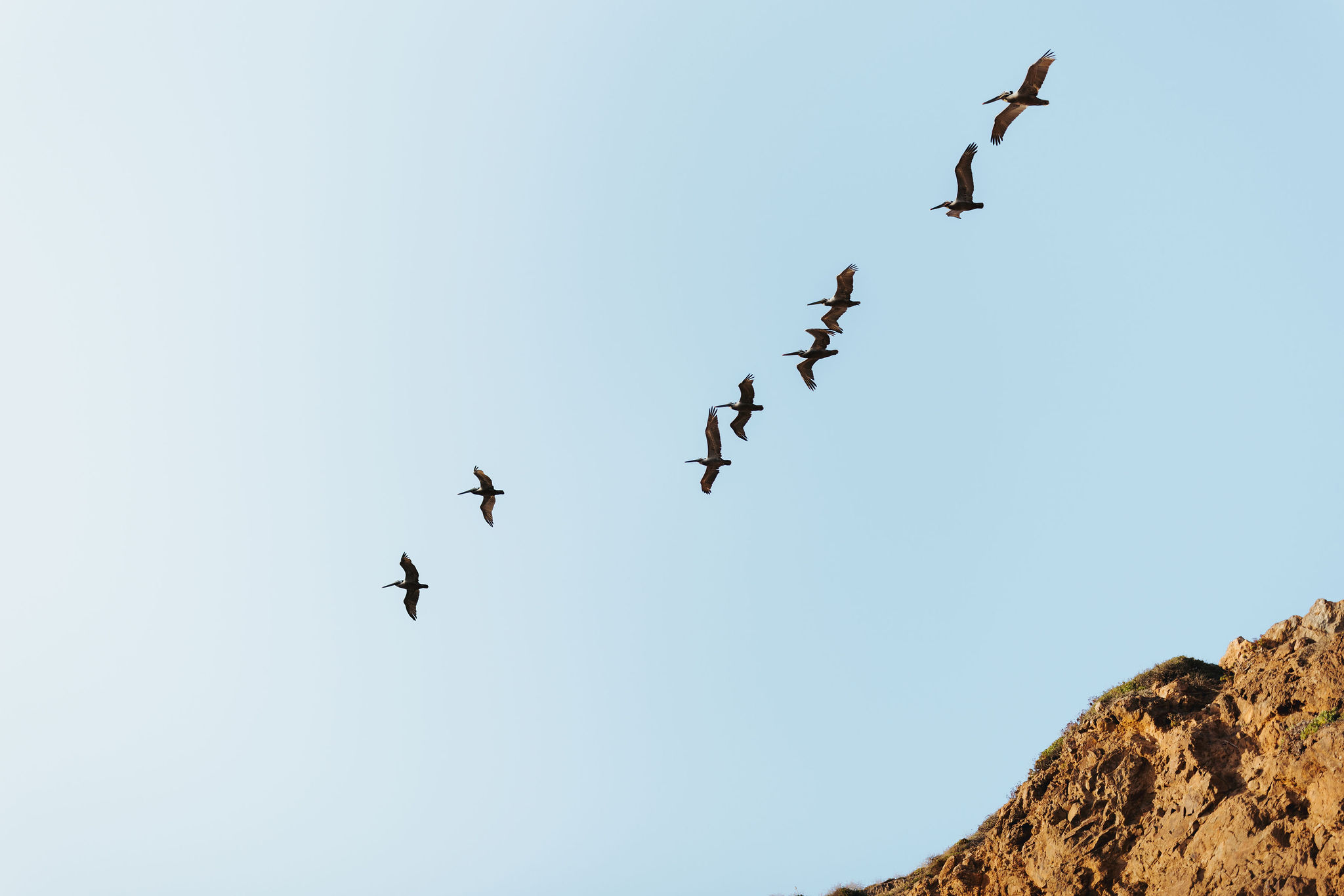 birds flying over rocky beach cliff